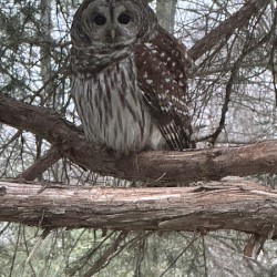 Great Horned Owl