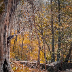 Autum Forest