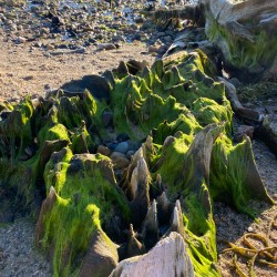 Mossy Stump