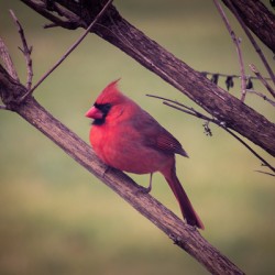 Bird Watch