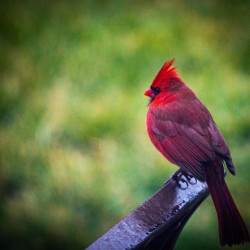 Cardinal