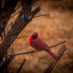 Cardinal 