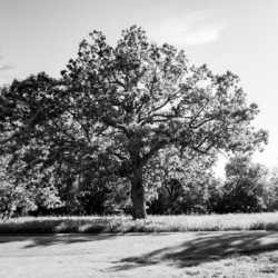 The Old Oak