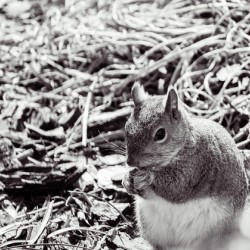 Squirrel