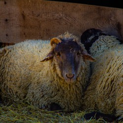 Sheep