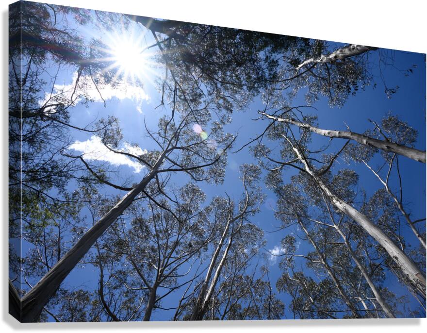Skyward Light Canvas Print
