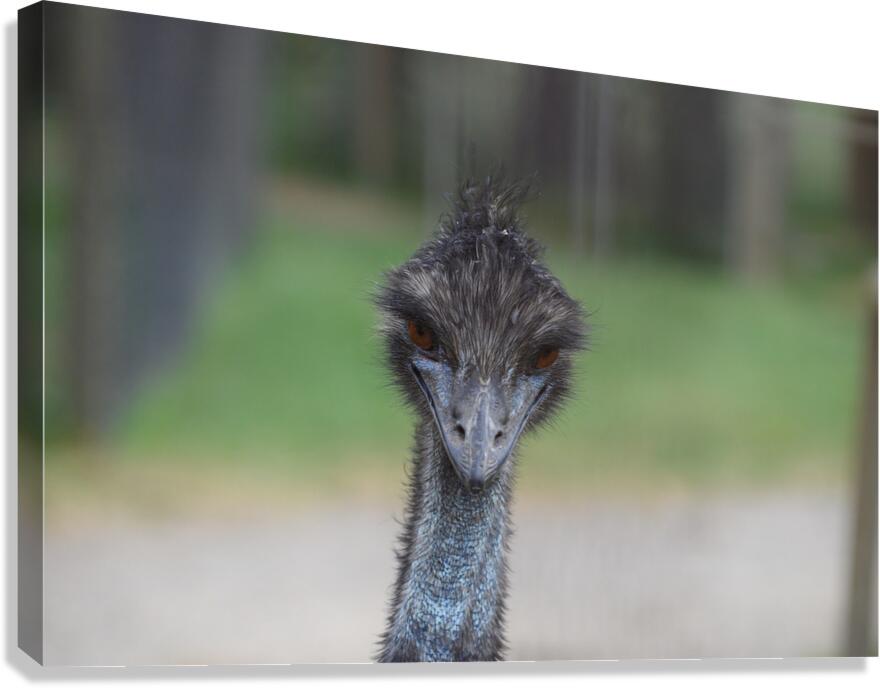 Curious Glance Canvas Print