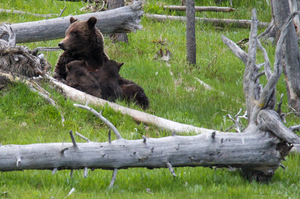 Mama Bear