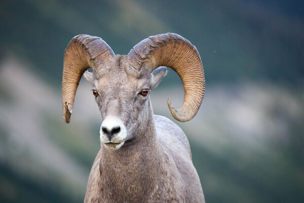 Ram by Seth Felstead