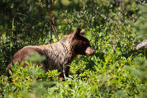 In the Brush by Seth Felstead