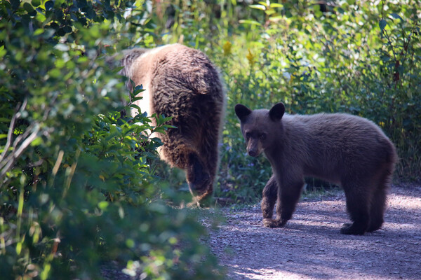 Curious Bear by Seth Felstead