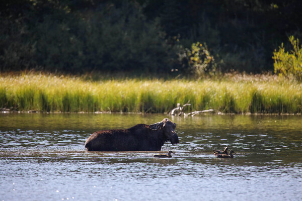 Swimming with Friends by Seth Felstead