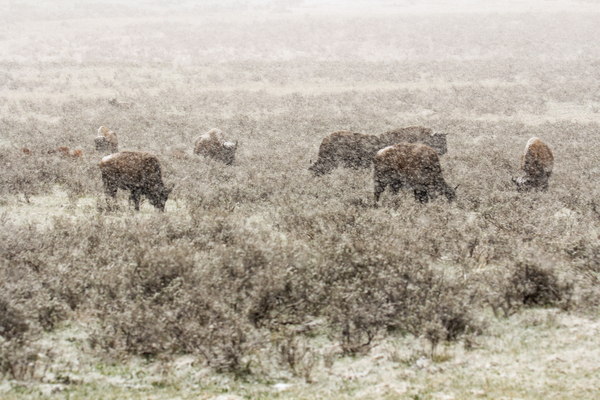 Snow Buffalo by Seth Felstead