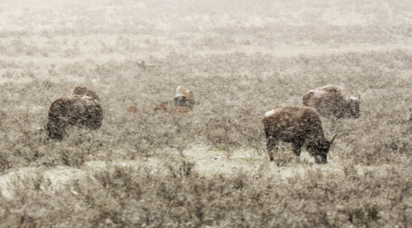Snow Buffalo by Seth Felstead