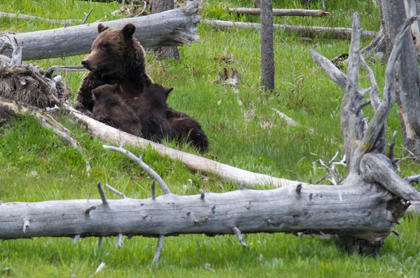 Mama Bear by Seth Felstead