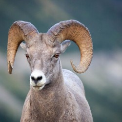 Ram
