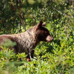 In the Brush