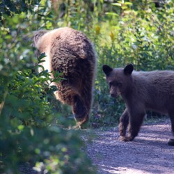Curious Bear