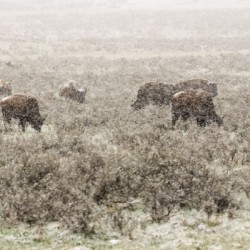 Snow Buffalo