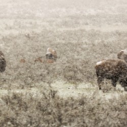 Snow Buffalo