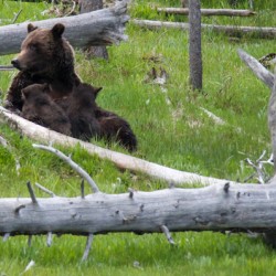 Mama Bear