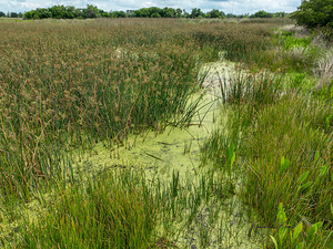 Celery field  Sarasota Fl.