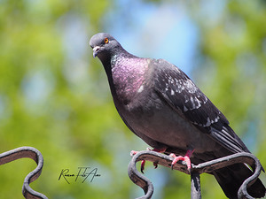 Pigeon