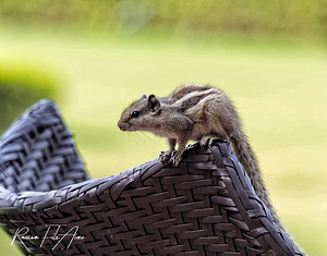 Chipmunk  
