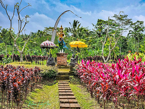 coffee farm Ubud Bali