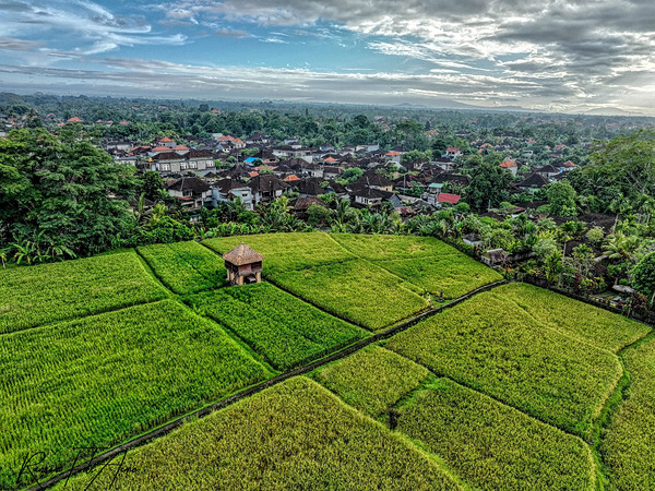 Rice field Indonesia Print