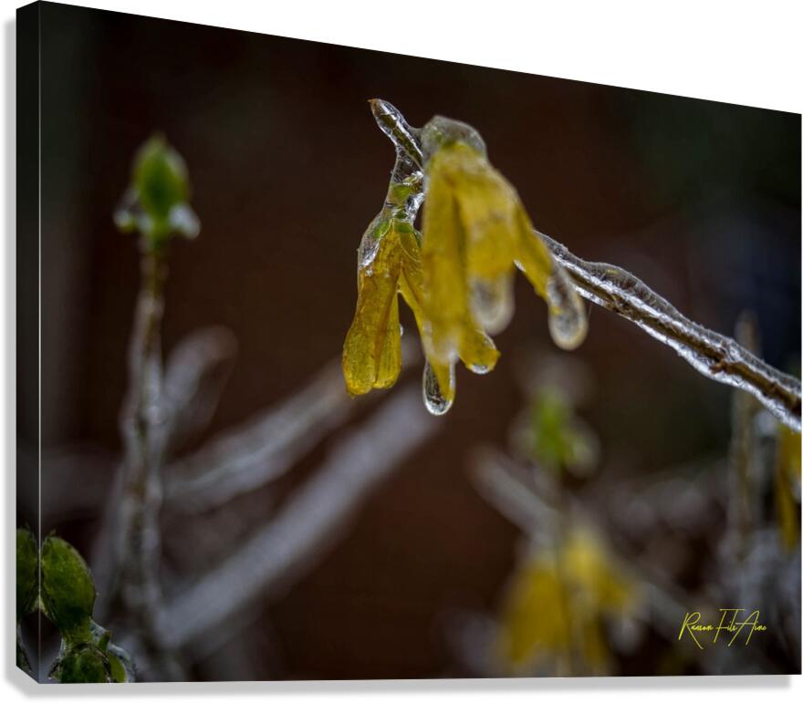 frozen 1 Canvas Print