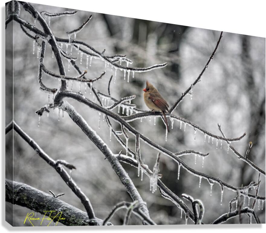 Frozen 2 Canvas Print