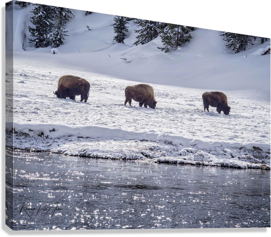 Montana 4 Canvas Print
