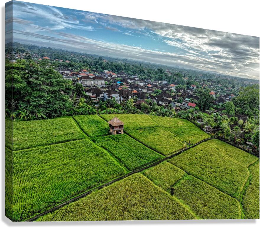 Rice field Indonesia Canvas Print