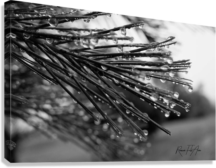 Wet pines Canvas Print