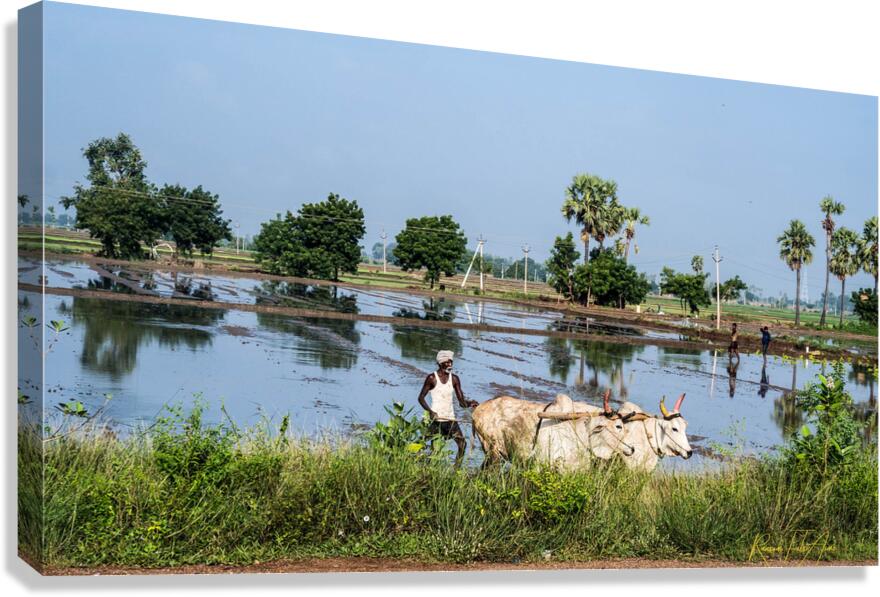 Farmer   Canvas Print