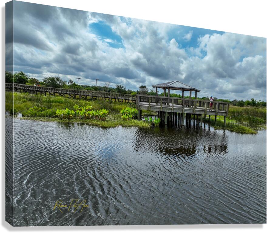 Celery field 8  Canvas Print