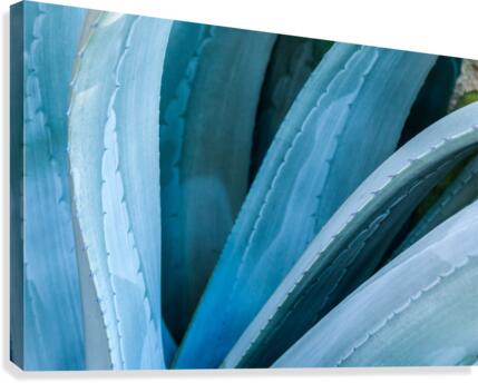 Blue Agave Canvas Print