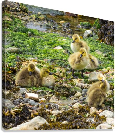Goslings Canvas Print