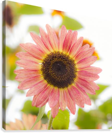 Rare Pink Helianthus Sunflower by bj clayden photography