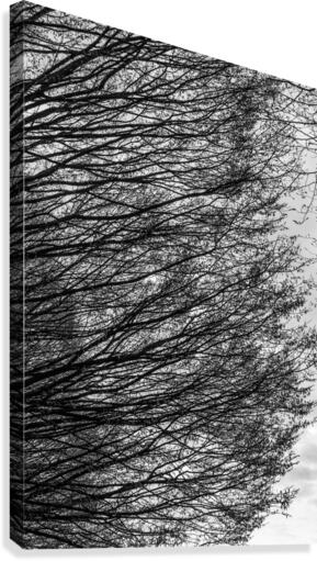 Branching Right Canvas Print