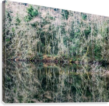 Forest Reflection Canvas Print