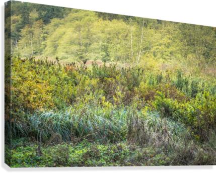 Green Opening Canvas Print