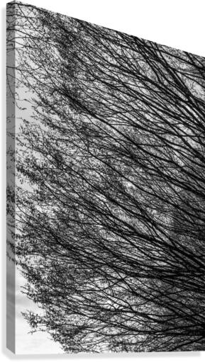 Branching Left Canvas Print