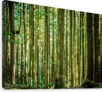 Straight and True  Canvas Print