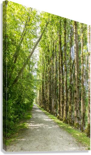 Green Pathway Canvas Print