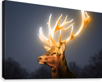 Deer light Canvas Print