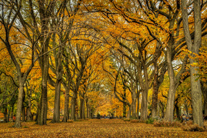 Central Park NYC