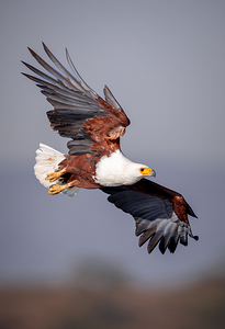Fish eagle