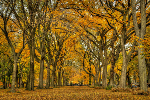 Central Park NYC Print